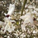 Retama raetam Fleur