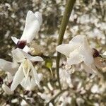 Genista raetam Blüte