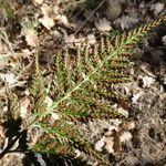 Asplenium adiantum-nigrum 葉