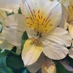 Alstroemeria aurea花