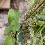 Anredera cordifolia Leaf