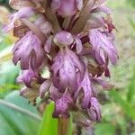Himantoglossum robertianum 花
