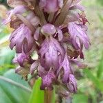 Himantoglossum robertianum Blomst