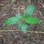 Gymnanthemum amygdalinum Leaf