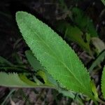 Chrysactinia mexicana Лист