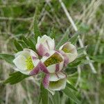 Anemonastrum narcissiflorum Flower