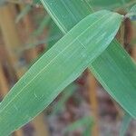 Phyllostachys aurea Blad