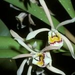 Cattleya iricolor