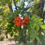 Sorbus scopulina Hedelmä