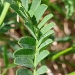 Astragalus cicer List