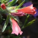 Echium creticum Flower