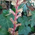 Orobanche hederae Habitat