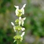 Stachys rectaFlor