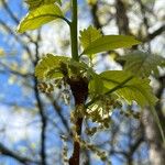 Quercus bicolor Hoja