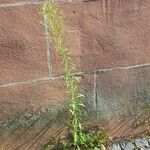 Erigeron canadensis Natur