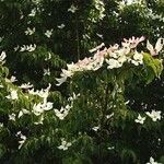 Cornus kousa Plante entière