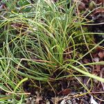 Carex cercostachys