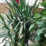 Cordyline stricta Хабит