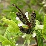 Salix integra Flower