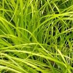 Carex umbrosa عادت