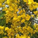 Senna bicapsularis 花