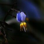 Dianella caerulea Цветок