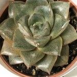 Echeveria purpusiorum Folha