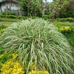 Carex morrowii 形態