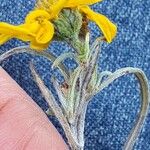 Eriophyllum lanatum Flor