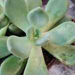 Pachyphytum bracteosum পাতা