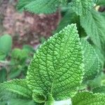 Stachytarpheta mutabilis Leaf