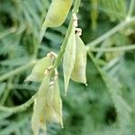 Vicia tenuifoliaFruto