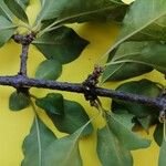 Pisonia aculeata पत्ता