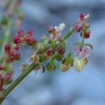 Rumex scutatus Frukt