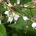 Circaea lutetiana Blomma