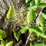 Clematis virginiana Blad