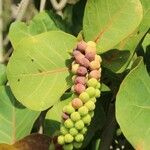 Coccoloba uvifera Fruto