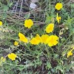 Helianthemum nummulariumЦвят