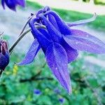 Aquilegia vulgaris Flower