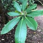 Rhododendron decorum Folha