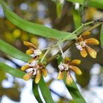 Dendrobium finetianum Fruit