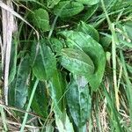 Rumex acetosa Blad