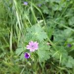 Geranium pyrenaicumКветка