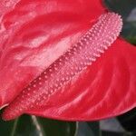 Anthurium scherzerianum Flower