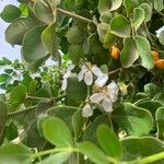 Guaiacum officinale Lorea