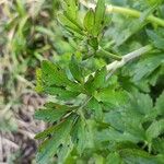 Ranunculus repens Leaf