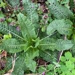 Dipsacus sativusFeuille