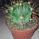 Astrophytum ornatumഇല