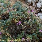 Dianthus rupicola Staniste