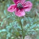 Roemeria sicula Flower
